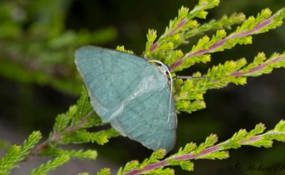 Daggig ginstmätare - Grass Emerald (Pseudoterpna pruinata)