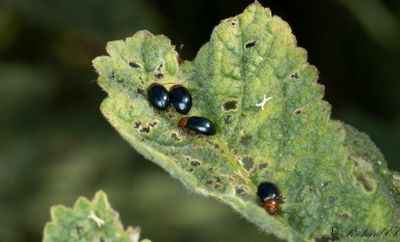 Malvejordloppa (Podagrica fuscicornis)