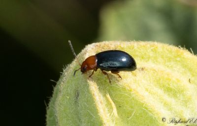 Malvejordloppa (Podagrica fuscicornis)