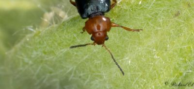 Malvejordloppa (Podagrica fuscicornis)