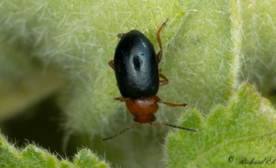 Malvejordloppa (Podagrica fuscicornis)