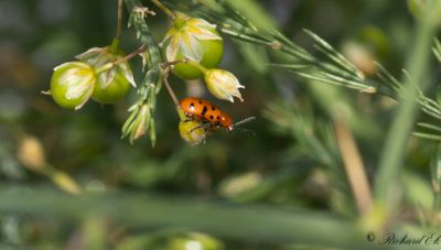 Svartprickig sparrisbagge - Spotted Asparagus Beetle (Crioceris duodecimpunctata)