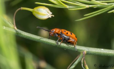 Svartprickig sparrisbagge - Spotted Asparagus Beetle (Crioceris duodecimpunctata)