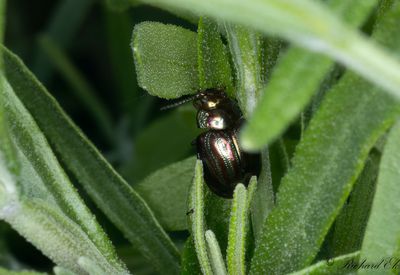 Rosmarinbagge - Rosemary Beetle (Chrysolina americana)