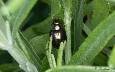 Rosmarinbagge - Rosemary Beetle (Chrysolina americana)