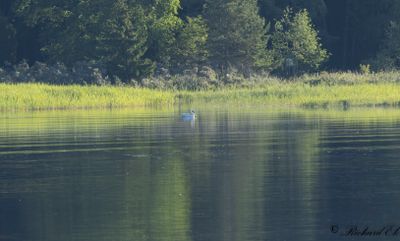 Latest bird pictures from Sweden