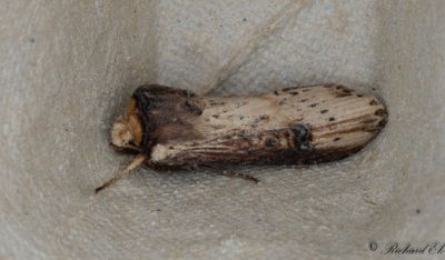 Träfärgat jordfly - The Flame (Axylia putris)