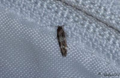 Bergdunrtsbrokmal - Garden Cosmet (Mompha subbistrigella)