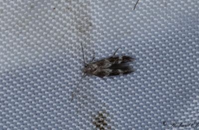 Bergdunrtsbrokmal - Garden Cosmet (Mompha subbistrigella)
