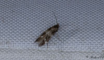 Bergdunrtsbrokmal - Garden Cosmet (Mompha subbistrigella)