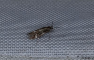Bergdunörtsbrokmal - Garden Cosmet (Mompha subbistrigella)