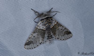 Grå gaffelsvans - Sallow Kitten (Furcula furcula)