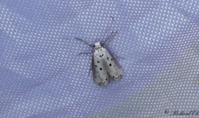 Grkantad sorgmal (Ethmia terminella)
