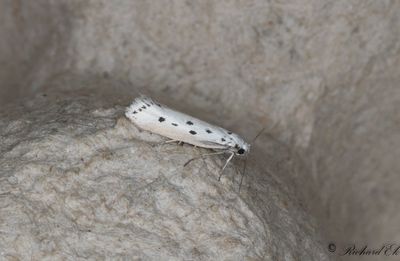 Grkantad sorgmal (Ethmia terminella)