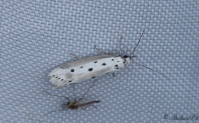 Grkantad sorgmal (Ethmia terminella)
