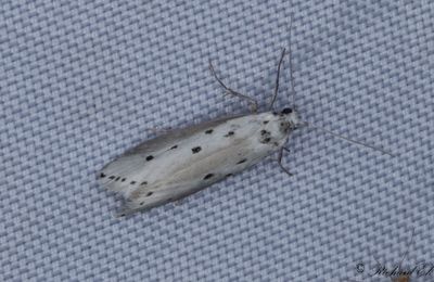 Gråkantad sorgmal (Ethmia terminella)