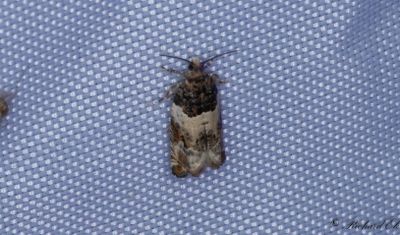 Hagtornsbladvecklare - Common Cloaked Shoot (Gypsonoma dealbana)