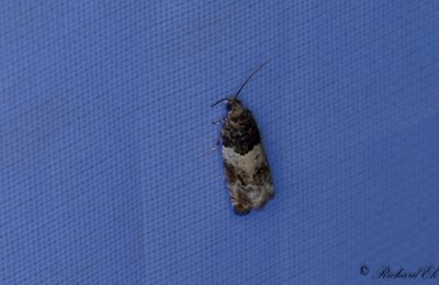 Hagtornsbladvecklare - Common Cloaked Shoot (Gypsonoma dealbana)