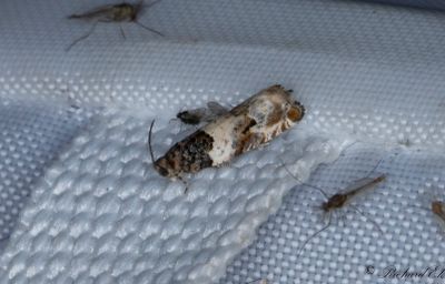 Hagtornsbladvecklare - Common Cloaked Shoot (Gypsonoma dealbana)