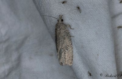 Hästhovsrotvecklare - Great Bell (Epiblema grandaevana)