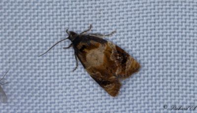 Idegransbredvecklare - Red-barred Tortrix (Ditula angustiorana)