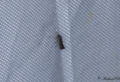 Johannesörtsstyltmal - Gold-dot Slender (Euspilapteryx auroguttella)