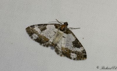 Klematisfältmätare - Pretty Chalk Carpet (Melanthia procellata)