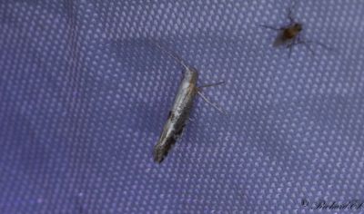 Krsbrsmal - Cherry Fruit Moth (Argyresthia pruniella)
