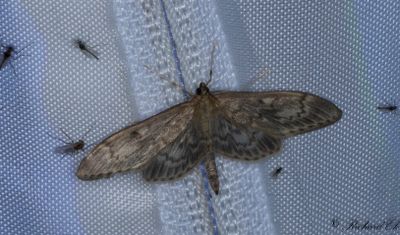 Lansmott (Anania lancealis)