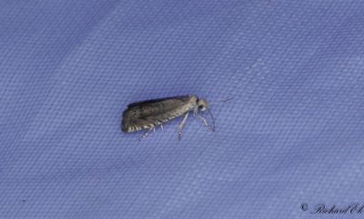 Lusernvecklare - Alfalfa Moth (Cydia medicaginis)