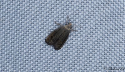 Lusernvecklare - Alfalfa Moth (Cydia medicaginis)
