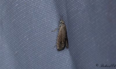Lusernvecklare - Alfalfa Moth (Cydia medicaginis)