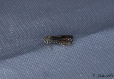 Lusernvecklare - Alfalfa Moth (Cydia medicaginis)
