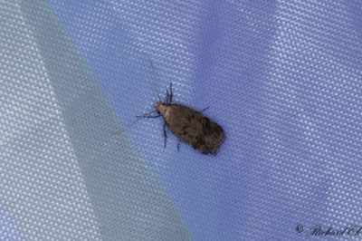 Malvemal - Hollyhock Seed Moth (Pexicopia malvella)