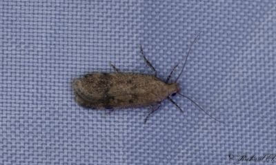 Malvemal - Hollyhock Seed Moth (Pexicopia malvella)