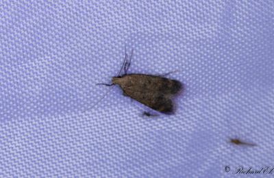 Malvemal - Hollyhock Seed Moth (Pexicopia malvella)