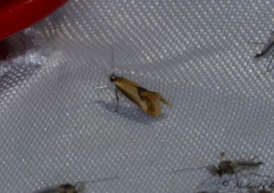 Mindre buskpraktmal (Batia lunaris)