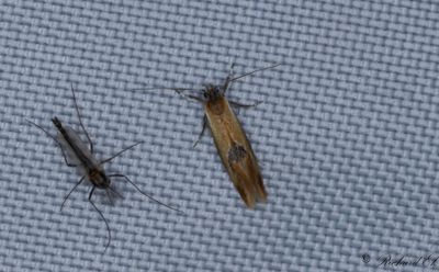 Mindre buskpraktmal (Batia lunaris)