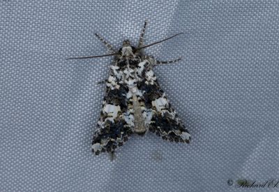Praktnejlikfly - Marbled Coronet (Hadena confusa)