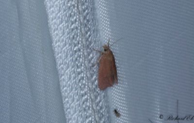 Purpurgrundvecklare - Roseate Marble (Celypha rosaceana)