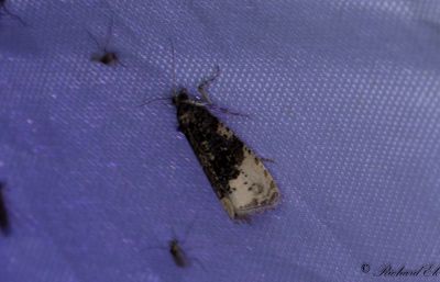 Rosenbrokvecklare (Hedya ochroleucana)