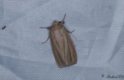 Rdgrtt grsfly - Striped Wainscot (Mythimna pudorina)