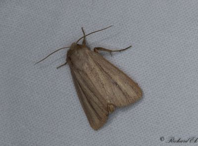 Rdgrtt grsfly - Striped Wainscot (Mythimna pudorina)