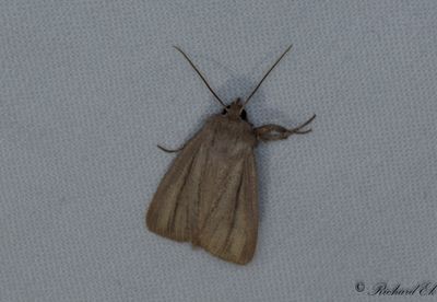 Rdgrtt grsfly - Striped Wainscot (Mythimna pudorina)
