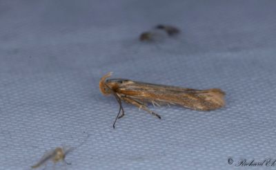 Rdstreckad korgmal - Brilliant Neb (Metzneria aprilella)