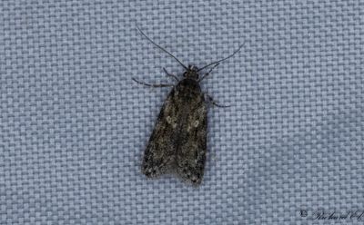 Snedstreckad videstvmal - Grey Sallow Groundling (Gelechia muscosella)