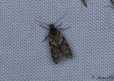 Snedstreckad videstävmal - Grey Sallow Groundling (Gelechia muscosella)