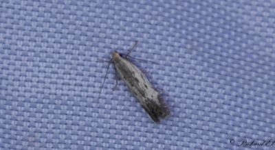 Strandkrypedystermal - Milkwort Borer (Monochroa tetragonella)
