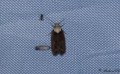 Tvåfärgad morotsplattmal - Purple Carrot-seed Moth (Depressaria depressana)