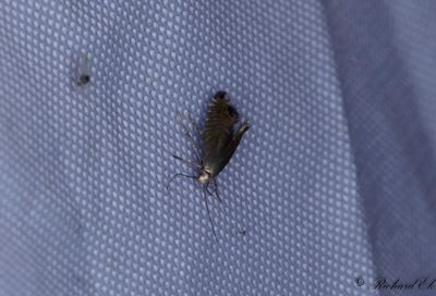 Tghakmal (Glyphipterix thrasonella)